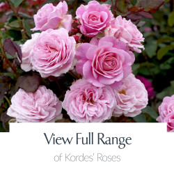 Kordes® Full Range of Roses